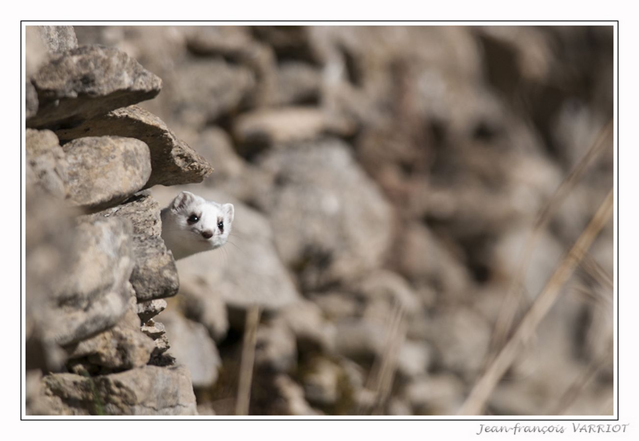 Faune - Photo Jean-François Varriot - Copyrigth