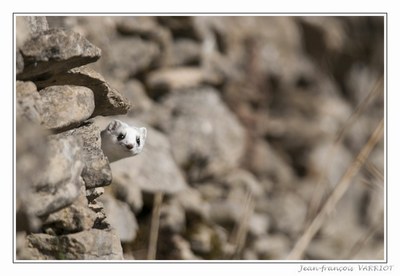 Faune - Photo Jean-François Varriot - Copyrigth