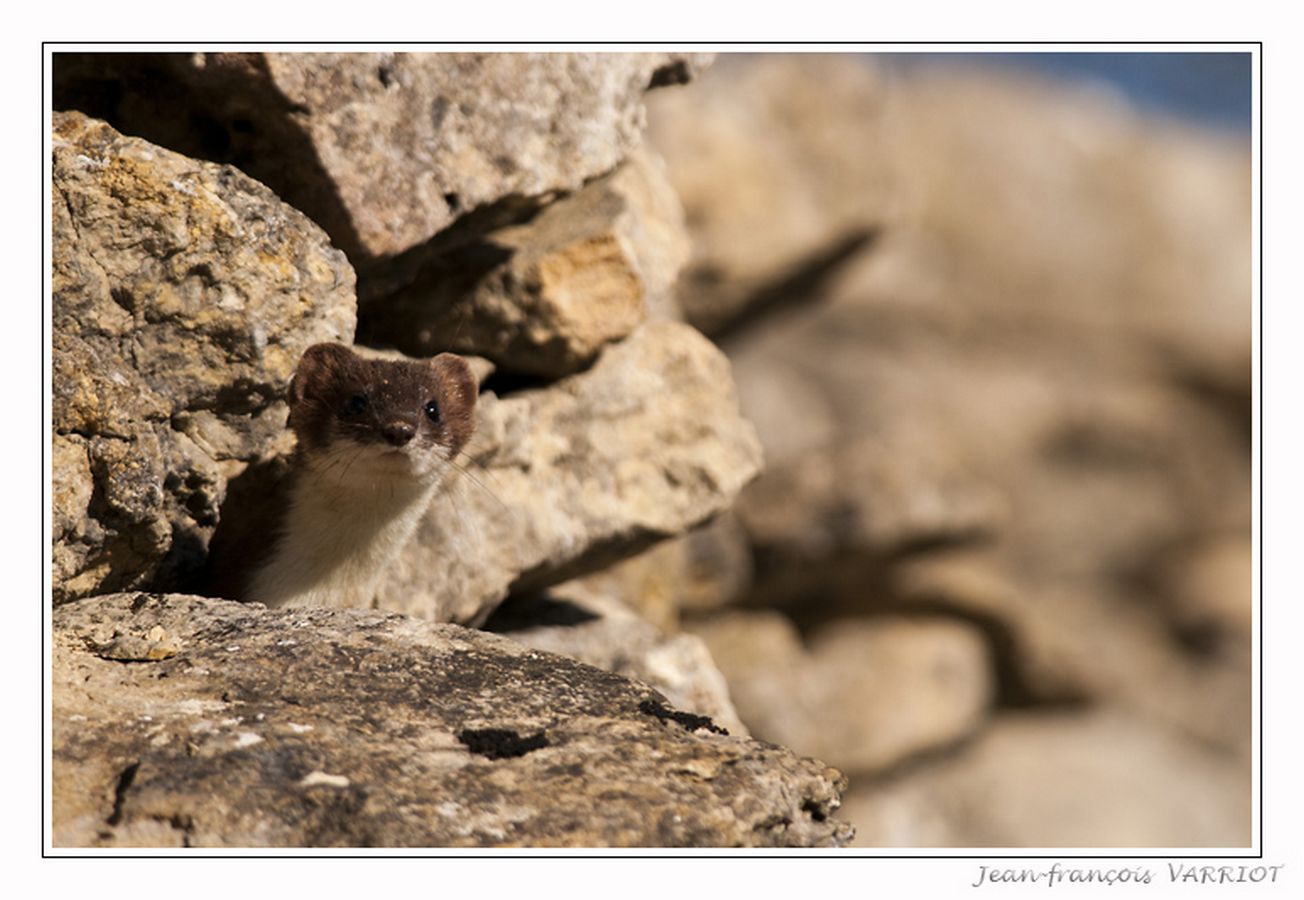 Faune - Photo Jean-François Varriot - Copyrigth