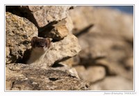 Faune - Photo Jean-François Varriot - Copyrigth