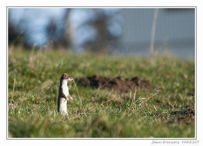 Faune - Photo Jean-François Varriot - Copyrigth