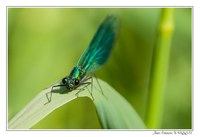 Faune - Photo Jean-François Varriot - Copyrigth