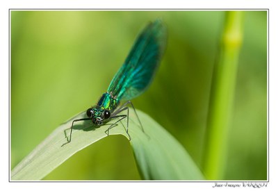 Faune - Photo Jean-François Varriot - Copyrigth