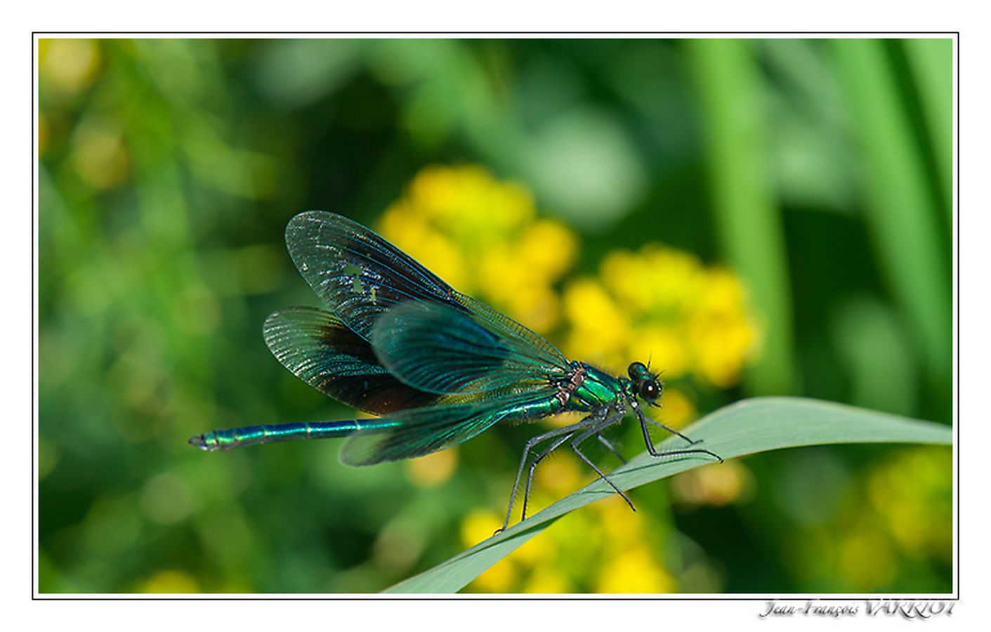 Faune - Photo Jean-François Varriot - Copyrigth