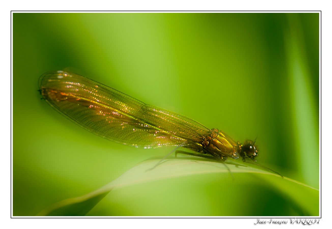 Faune - Photo Jean-François Varriot - Copyrigth