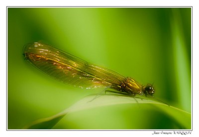 Faune - Photo Jean-François Varriot - Copyrigth