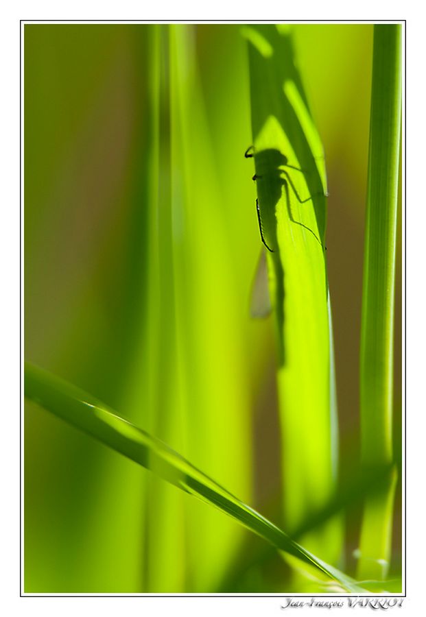 Faune - Photo Jean-François Varriot - Copyrigth