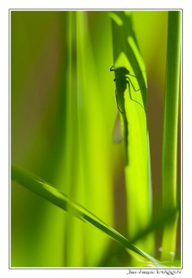 Faune - Photo Jean-François Varriot - Copyrigth