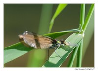 Faune - Photo Jean-François Varriot - Copyrigth