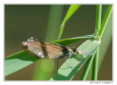 Faune - Photo Jean-François Varriot - Copyrigth