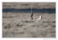 Faune - Photo Jean-François Varriot - Copyrigth