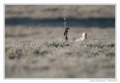 Faune - Photo Jean-François Varriot - Copyrigth