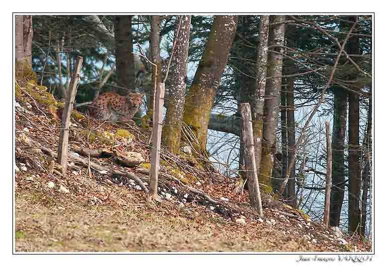 Faune Le Lynx - Photo Jean-François Varriot - Copyrigth