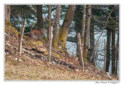 Faune Le Lynx - Photo Jean-François Varriot - Copyrigth