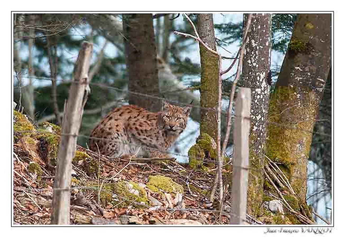 Faune Le Lynx - Photo Jean-François Varriot - Copyrigth