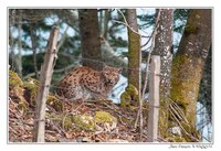 Faune Le Lynx - Photo Jean-François Varriot - Copyrigth