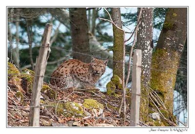 Faune Le Lynx - Photo Jean-François Varriot - Copyrigth