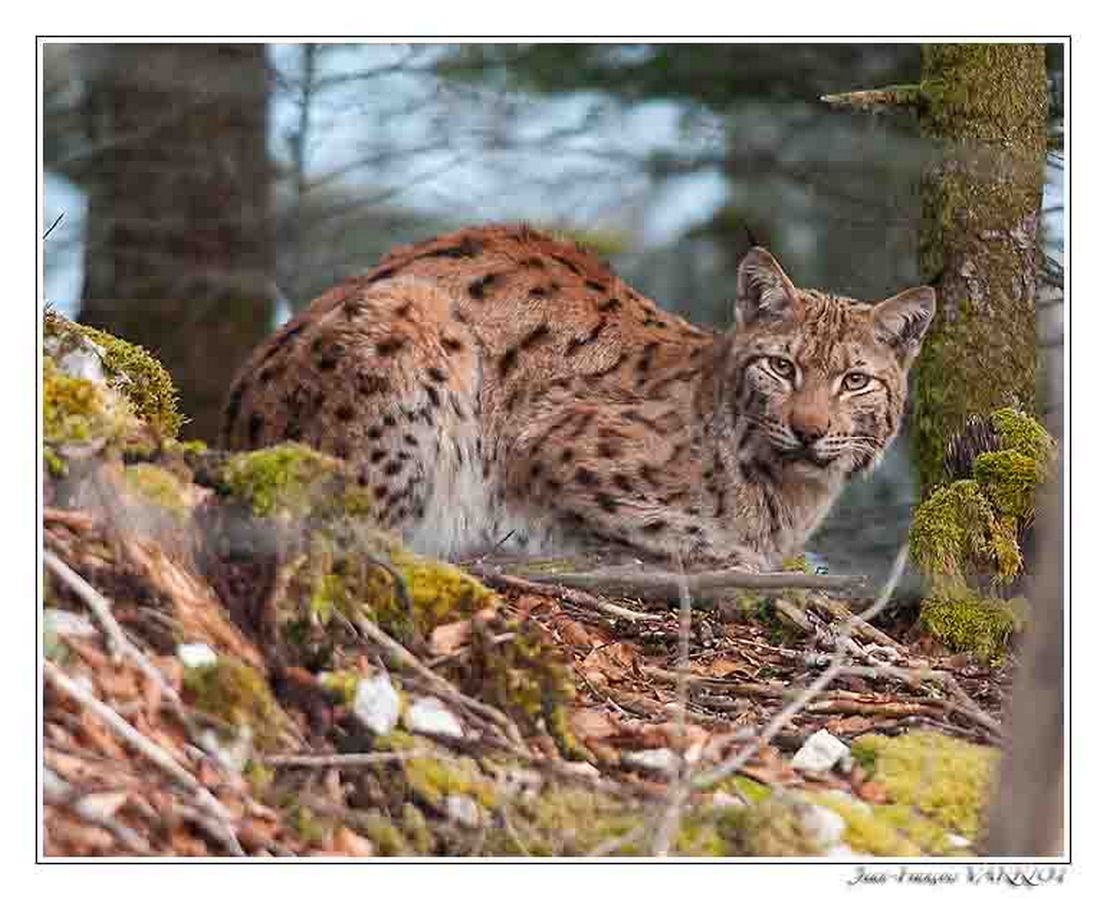 Faune Le Lynx - Photo Jean-François Varriot - Copyrigth