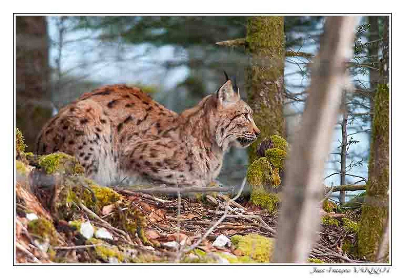 Faune Le Lynx - Photo Jean-François Varriot - Copyrigth