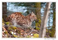 Faune Le Lynx - Photo Jean-François Varriot - Copyrigth