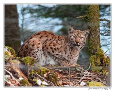Faune Le Lynx - Photo Jean-François Varriot - Copyrigth