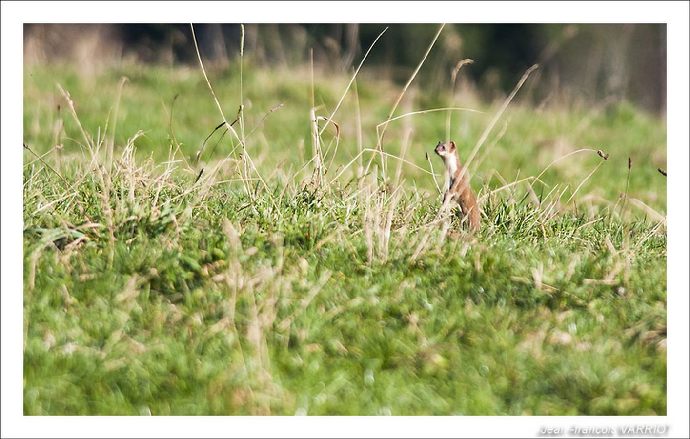 Faune - Photo Jean-François Varriot - Copyrigth