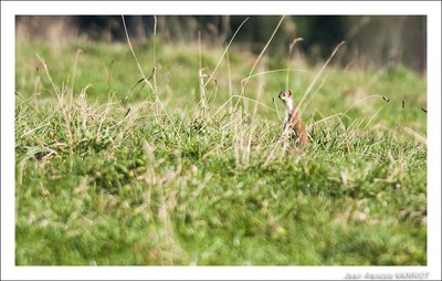 Faune - Photo Jean-François Varriot - Copyrigth
