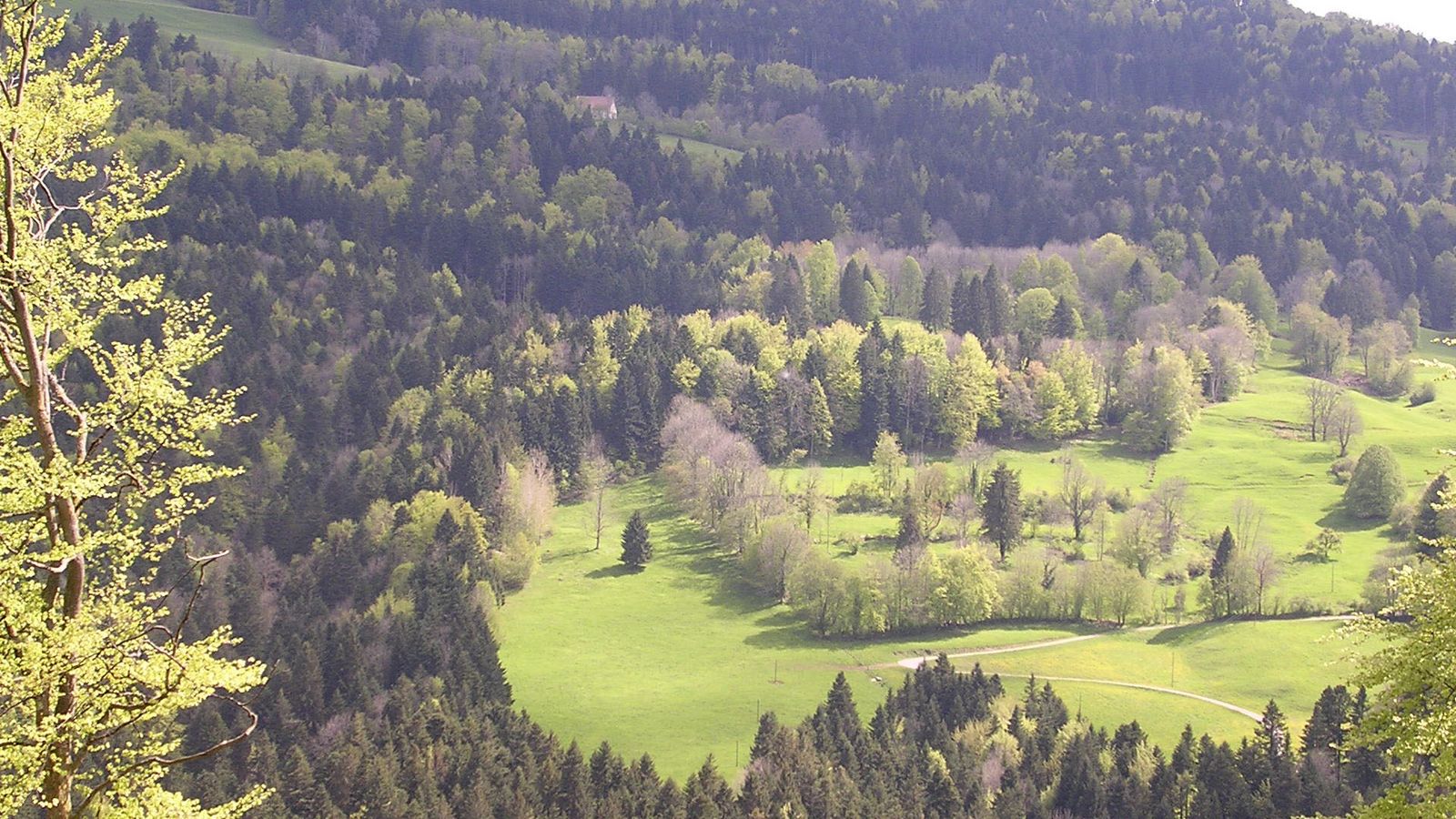 Printemps en lisière suisse - Photo Claude Schneider - Copyrigth