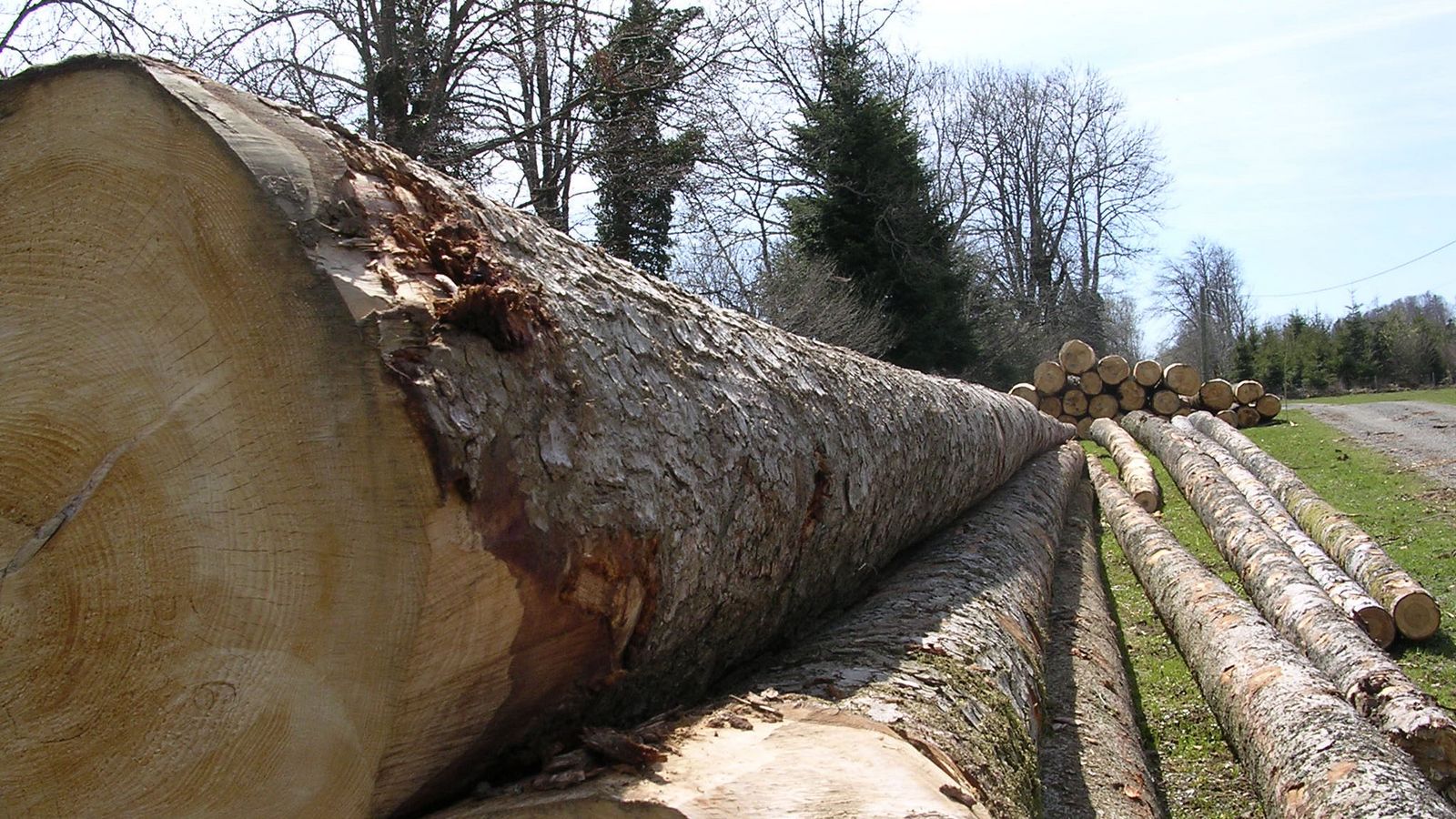 Produits de la forêt - Photo Claude Schneider - Copyrigth