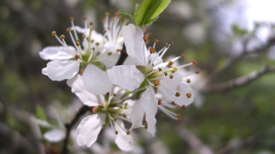 Au printemps - Photo Claude Schneider - Copyrigth