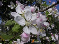 Au printemps - Photo Claude Schneider - Copyrigth