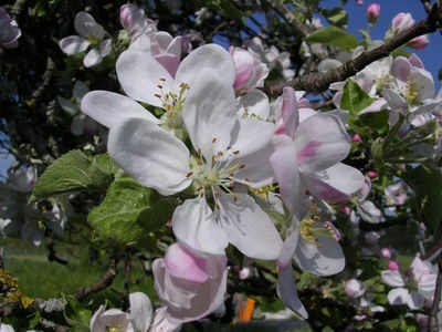 Au printemps - Photo Claude Schneider - Copyrigth