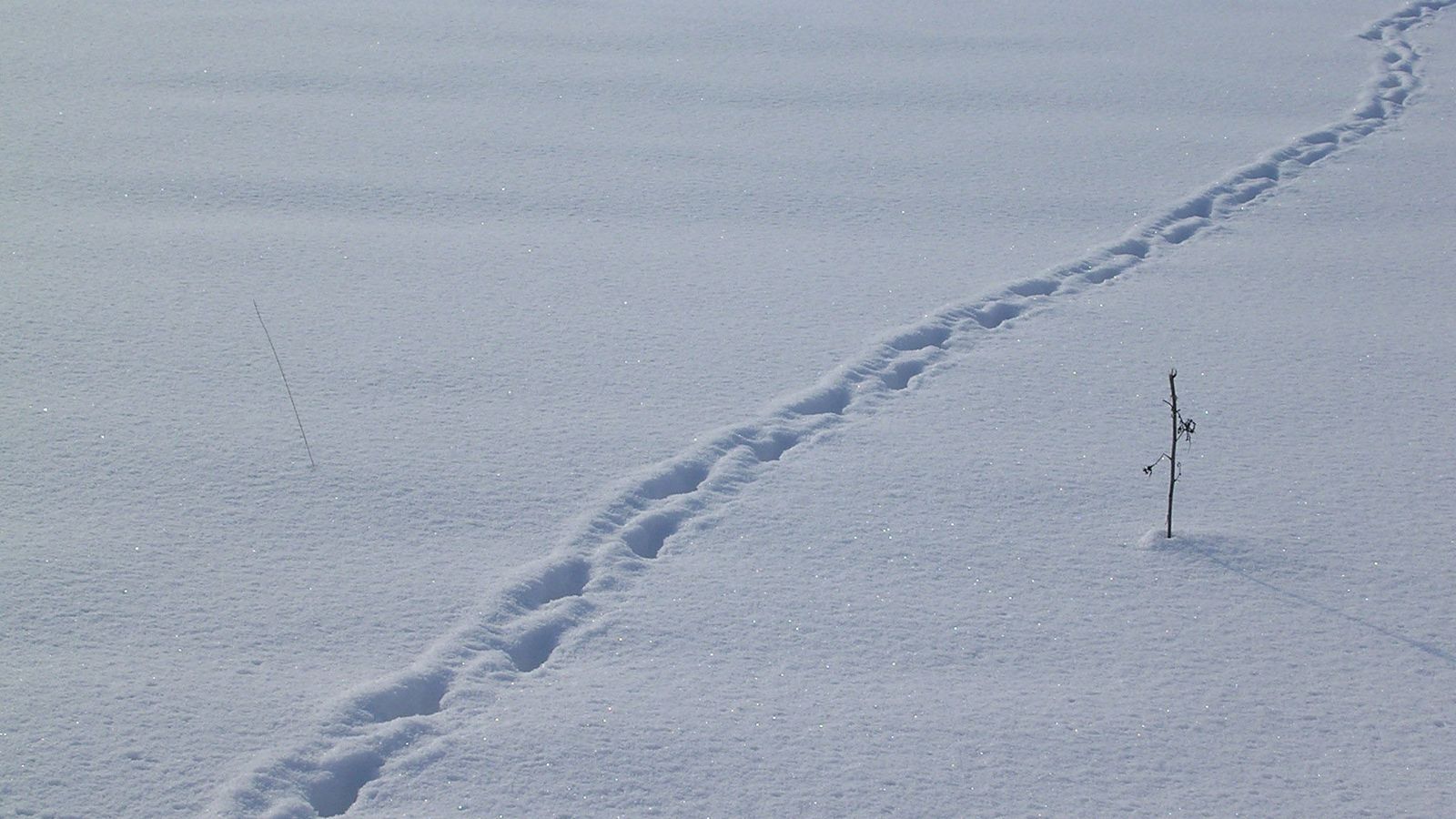 Sur la neige - Photo Claude Schneider - Copyrigth