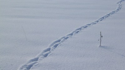 Sur la neige - Photo Claude Schneider - Copyrigth
