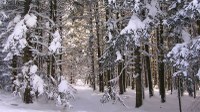 En hiver sous bois - Photo Claude Schneider - Copyrigth