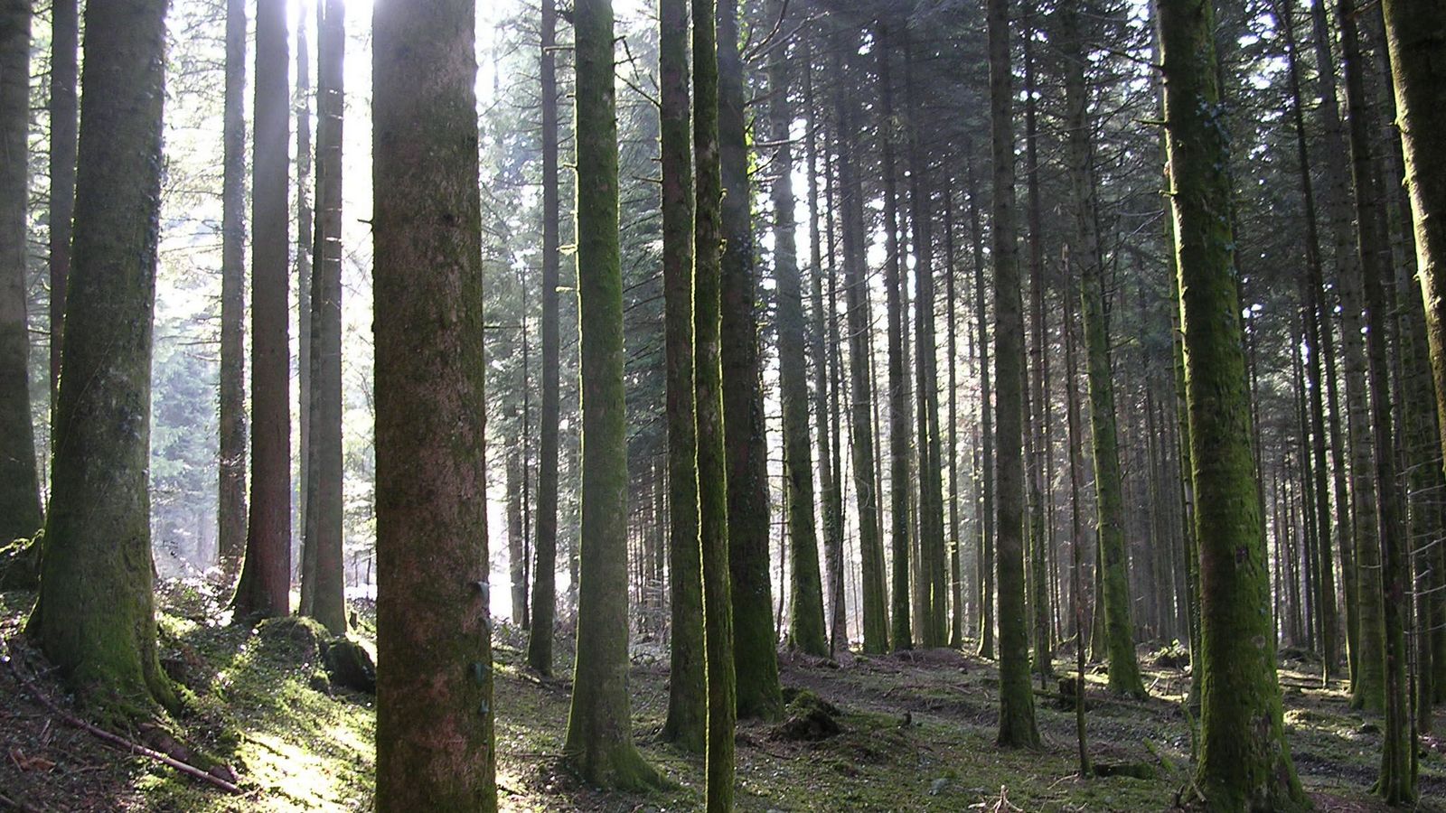 En sous bois - Photo Claude Schneider - Copyrigth