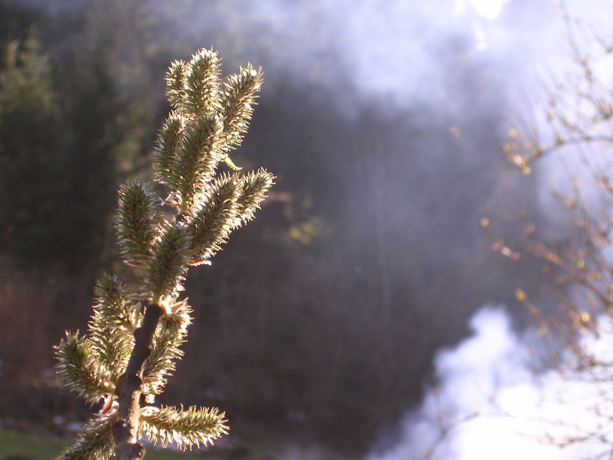 Au printemps - Photo Claude Schneider - Copyrigth