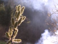 Au printemps - Photo Claude Schneider - Copyrigth