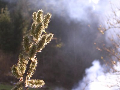 Au printemps - Photo Claude Schneider - Copyrigth