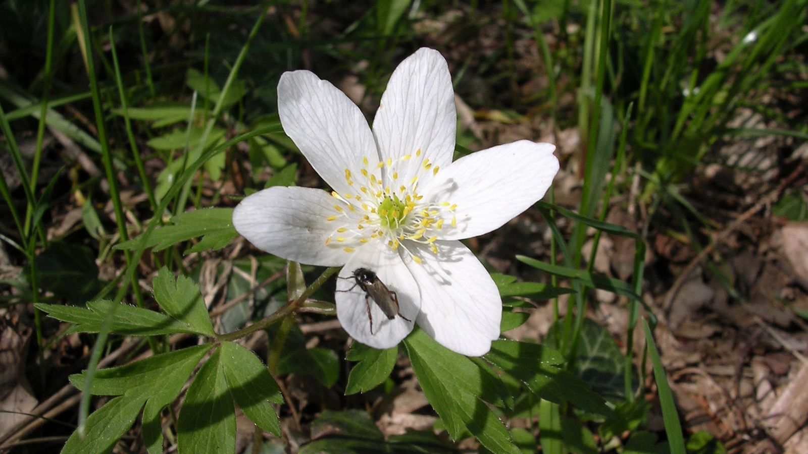 Au printemps - Photo Claude Schneider - Copyrigth