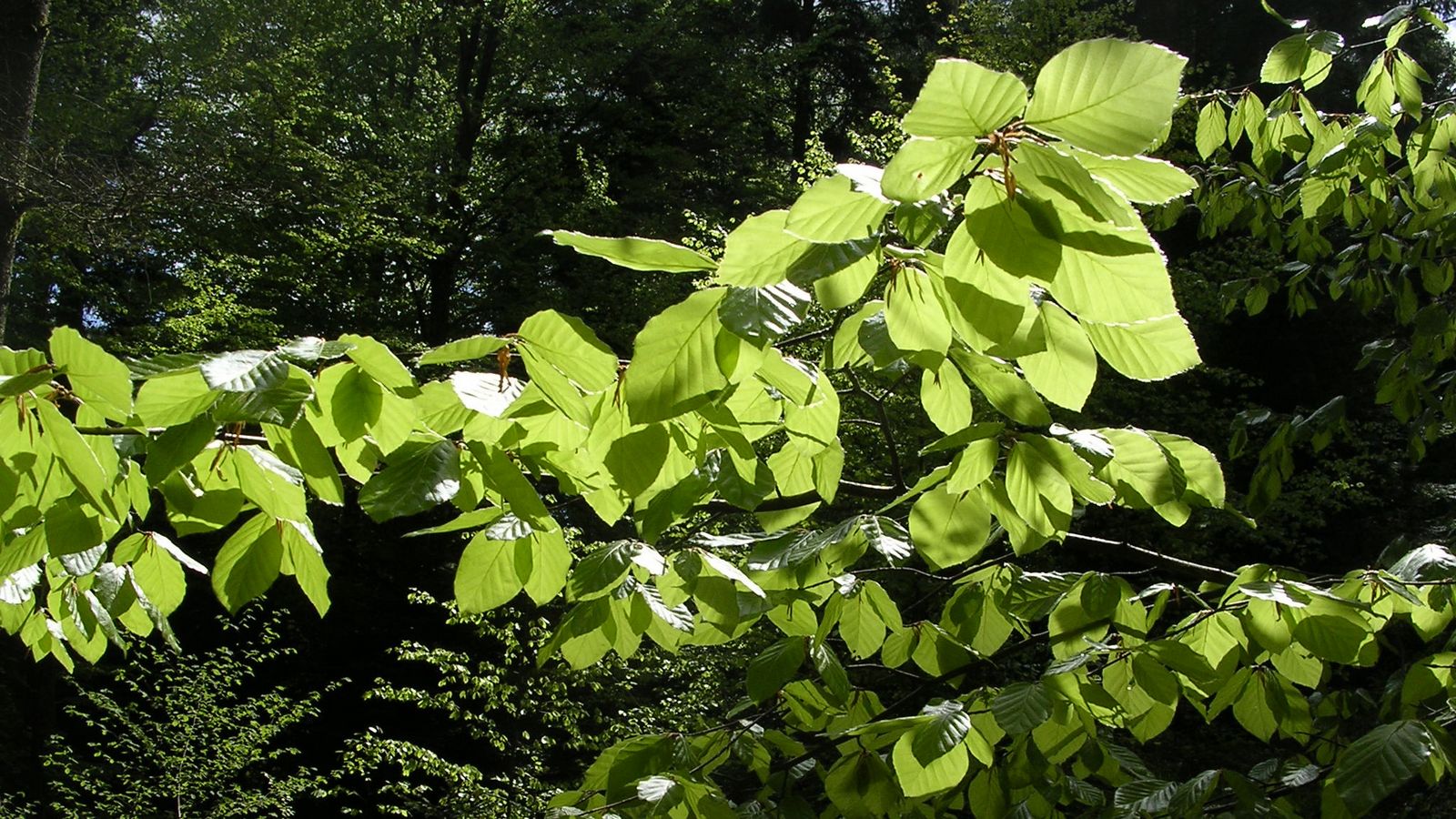 Feuillages - Photo Claude Schneider - Copyrigth