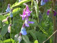 Au printemps - Photo Claude Schneider - Copyrigth