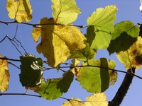 En automne - Photo Claude Schneider - Copyrigth