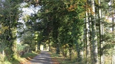 Les arbres - Photo Claude Schneider - Copyrigth