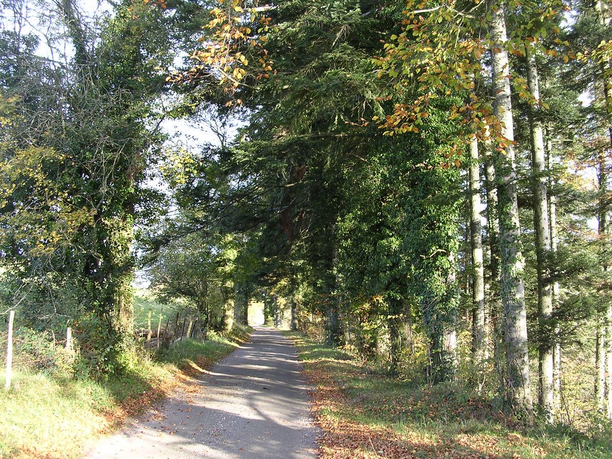 En forêt - Photo Claude Schneider - Copyrigth