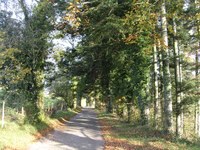 En forêt - Photo Claude Schneider - Copyrigth