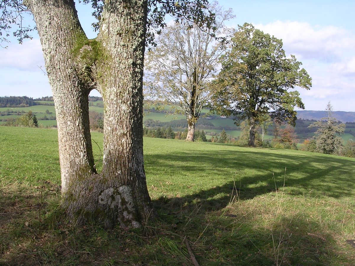 En été Aux Alleines  - Photo Claude Schneider - Copyrigth
