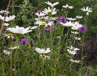 Au printemps - Photo Claude Schneider - Copyrigth