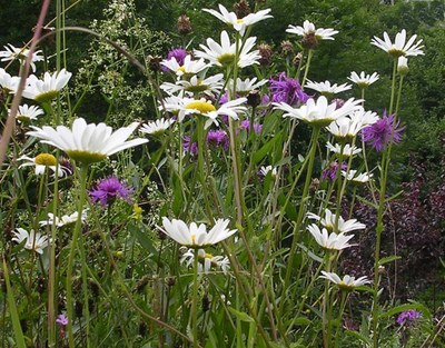 Au printemps - Photo Claude Schneider - Copyrigth