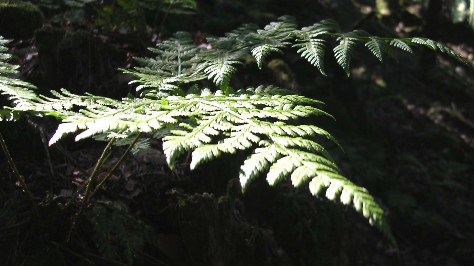 En forêt - Photo Claude Schneider - Copyrigth